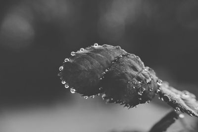 Close-up of raindrops on flower