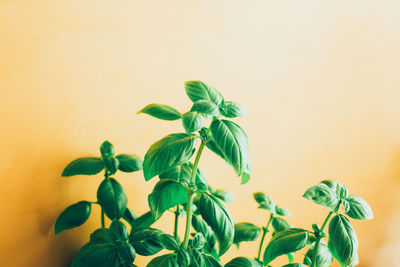 Close-up of plant against white background