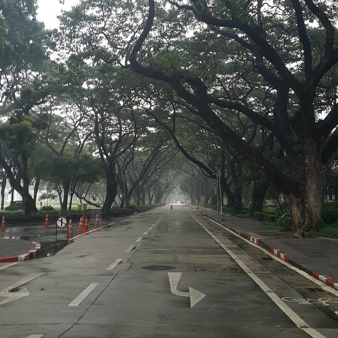 ROAD LEADING TO TREES