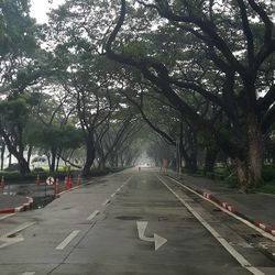 Road amidst trees