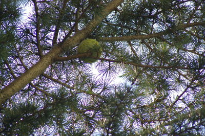 Low angle view of bird perching on tree in forest