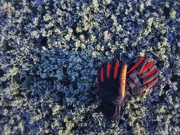 Close-up high angle view of frozen leaves and winter leaves