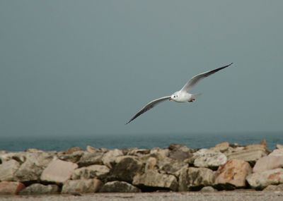 Seagull flying against clear sky