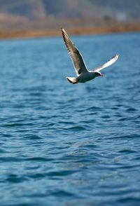 Seagull flying over water