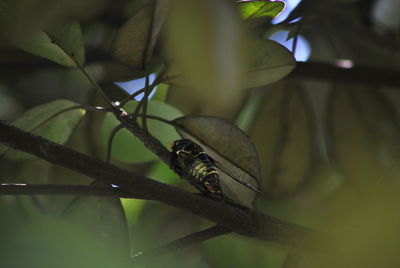 Close-up of lizard on leaf