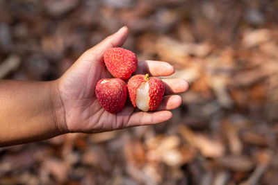 Close-up of hand holding strawberries