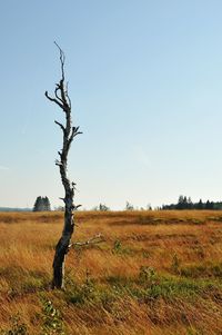 Bare tree on field against clear sky