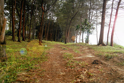 Trees in forest