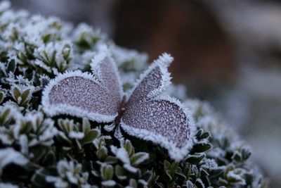 Close-up of frozen plant during winter