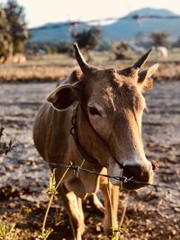 Portrait of a horse on field