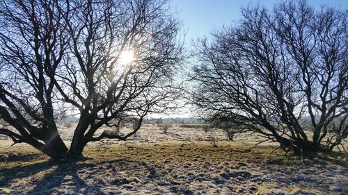 Bare trees on field against sky