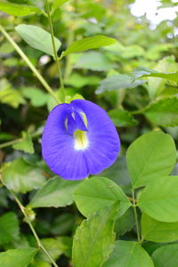 Close-up of purple flowering plant