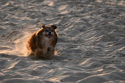 Portrait of dog lying on sand