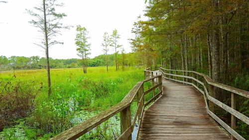 Footbridge amidst trees in forest against sky