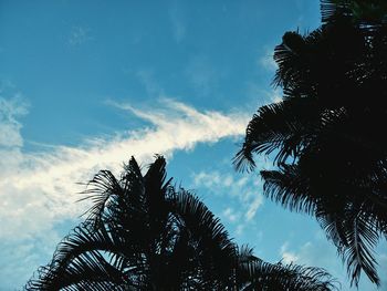 Low angle view of palm trees against blue sky