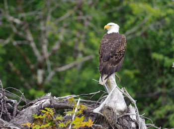 Bird perching on a tree