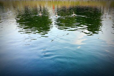 Reflection of trees in water