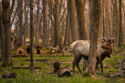 Deer in forest