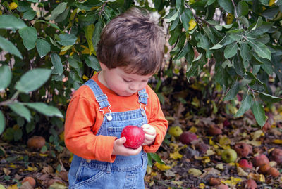 Toddler in overalls examines a juicy red apple he just picked off a tree in a fall orchard