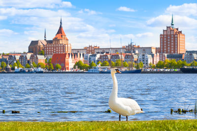 Seagull by river against buildings in city