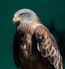 Close-up of eagle