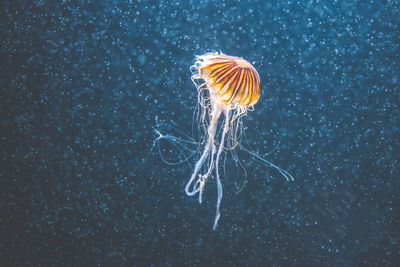 Close-up of jellyfish swimming in aquarium berlin