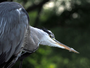 Close-up of gray heron perching on tree