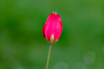 Close-up of red tulip bud