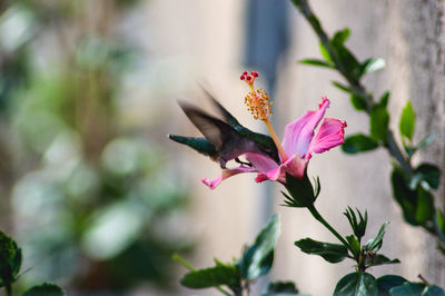 View of flowering plant