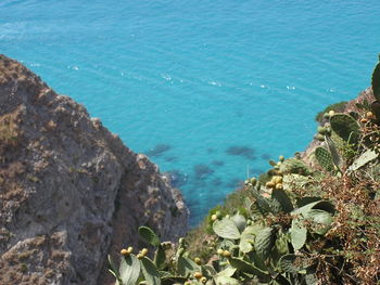 High angle view of plants by sea against sky