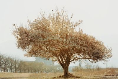 Tree on field against clear sky