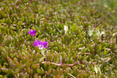 Close-up of purple flowering plant