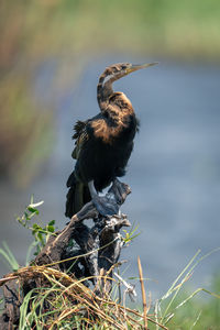 Close-up of bird perching on tree