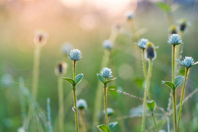 The flowers are blooming with the sunrise in the morning.