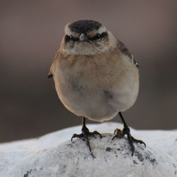 Close-up of bird perching on rock