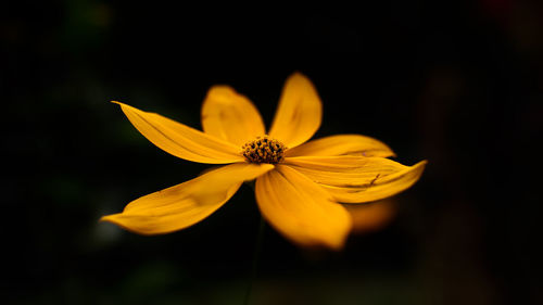 Close-up of yellow cosmos flower