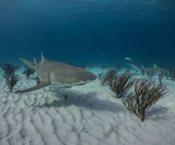 View of fish swimming in sea