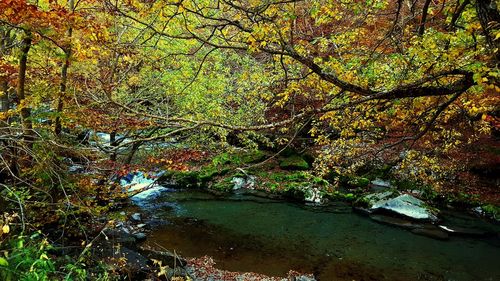 Scenic view of river in forest during autumn