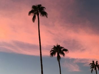  silhouette of three desert palm trees against romantic sky at sunset