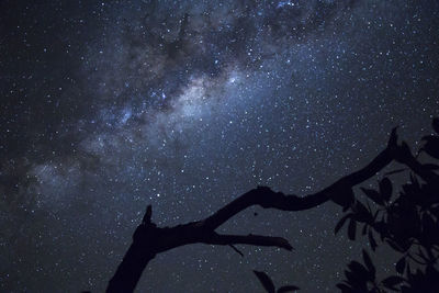 Silhouette of tree branch and milky way as background