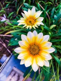 Close-up of yellow flower