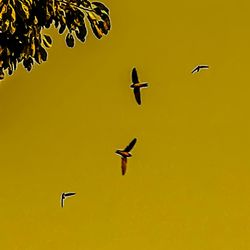 Birds flying in the sky