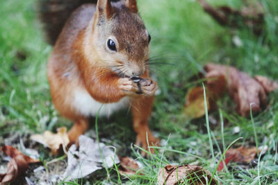 Close-up of squirrel