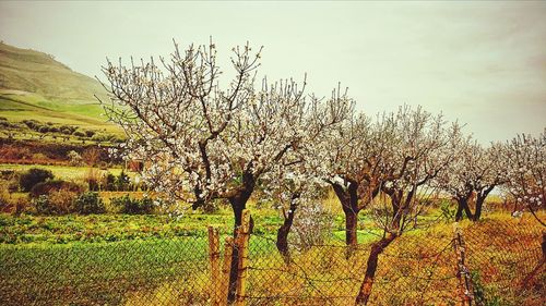 Flowers growing in field