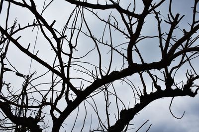 Low angle view of tree against sky