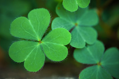 Close-up of green leaves