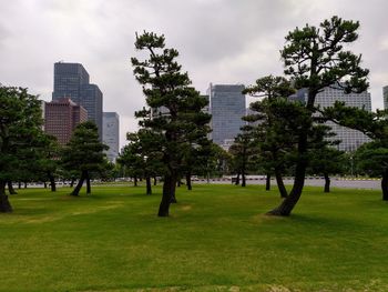 Trees growing in park against buildings in city