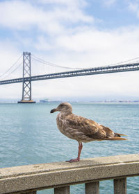 Seagull on bridge over sea against sky