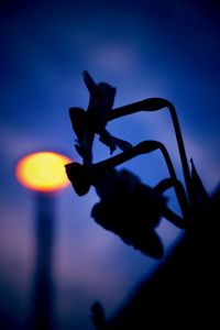 Close-up of flower against sky at sunset