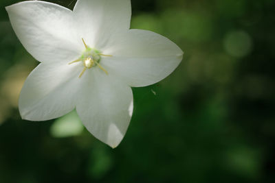 Macro shot of flower